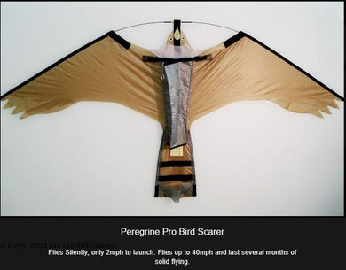 Peregrine Pro Hawk Kite - includes spars - no flying line - Hawk Kites